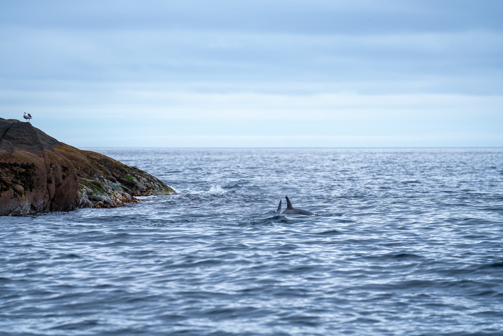 Orcas surfacing off the coast of Lofoten