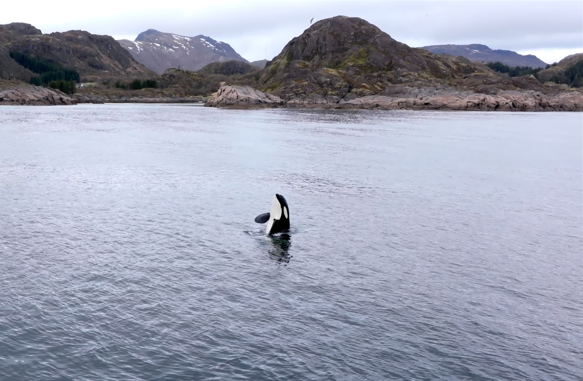 An orca surfacing in the sea off Ure, Lofoten